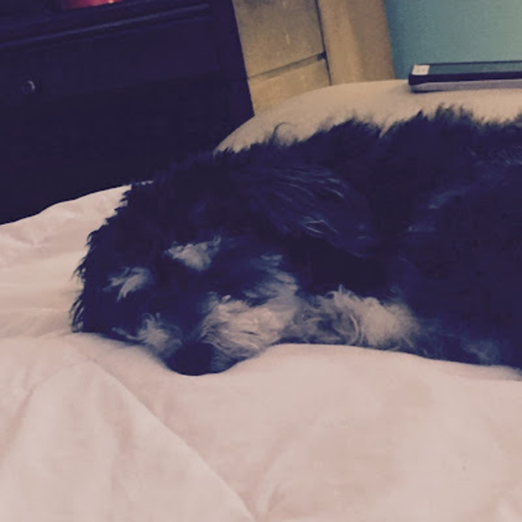 Meet your Posher, Veronica - Picture 1 of 1